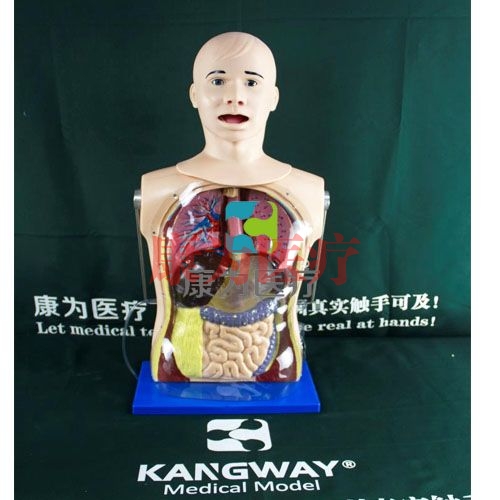 護理醫(yī)學模型Nursing