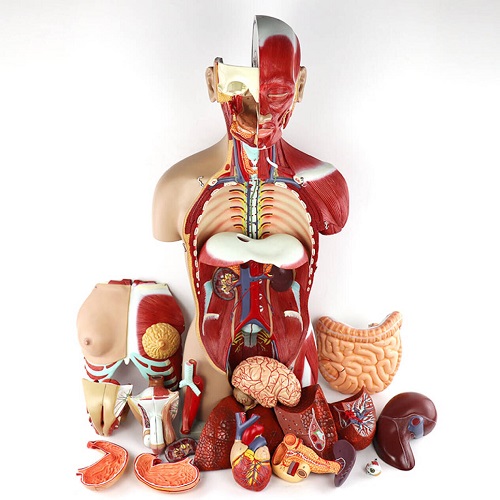 解剖醫(yī)學模型 Anatomy