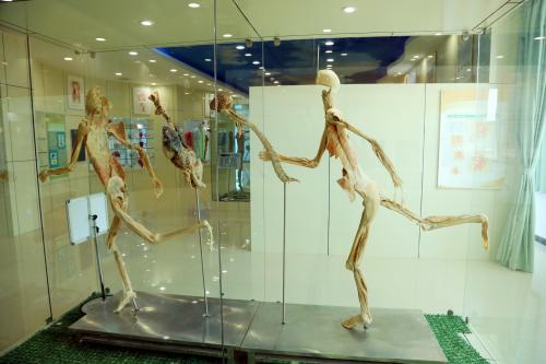 醫(yī)學人體大體陳列標本
