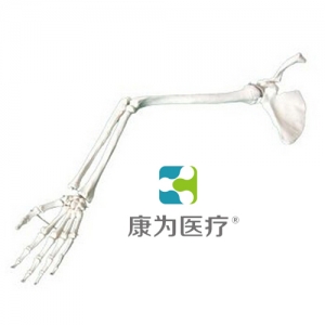 “康為醫(yī)療”手臂骨、肩胛骨、鎖骨模型