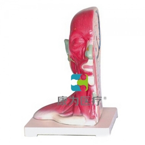 “康為醫(yī)療”頭部、頸部局解