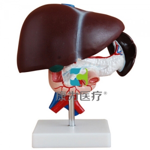 “康為醫(yī)療”脾、胰、肝、十二指腸解剖模型