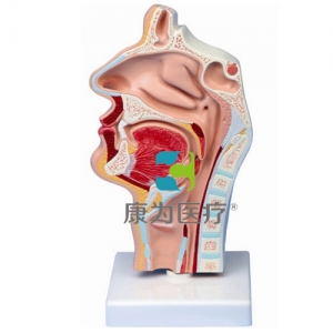 “康為醫(yī)療”鼻腔、口腔、喉、咽正中矢狀切面模型