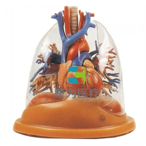 “康為醫(yī)療”透明肺、氣管、支氣管樹連心臟模型