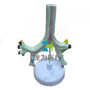 “康為醫(yī)療”氣管、支氣管及肺段支氣管模型
