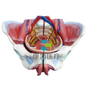 “康為醫(yī)療”高級(jí)女性骨盆附生殖器與血管神經(jīng)模型