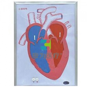 “康為醫(yī)療”心臟收縮、舒張與瓣膜開閉演示模型