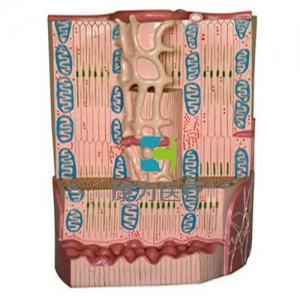 “康為醫(yī)療”心肌超微結(jié)構(gòu)模型