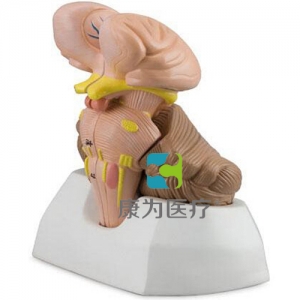 “康為醫(yī)療”腦干，小腦和第四腦室模型
