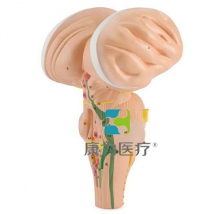 “康為醫(yī)療”腦干模型，放大3倍