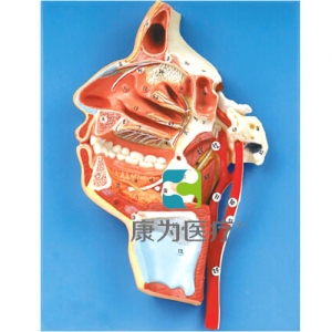 “康為醫(yī)療”口、鼻、咽、喉內(nèi)側(cè)面血管神經(jīng)模型