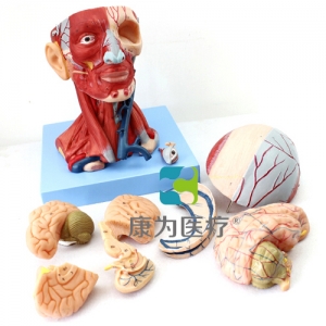 “康為醫(yī)療”頭頸部肌肉、血管附腦模型