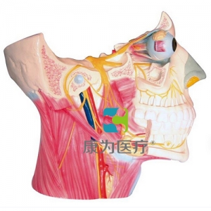 “康為醫(yī)療”腦神經(jīng)在頭頸部分布模型、十二對(duì)腦神經(jīng)