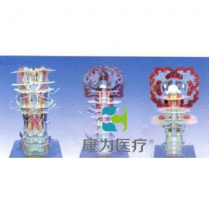 “康為醫(yī)療”深、淺感覺傳導(dǎo)