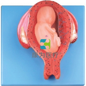 “康為醫(yī)療”五個(gè)月胎兒模型