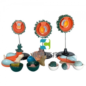 “康為醫(yī)療”人胚受精、卵裂和胚泡形成過程模型