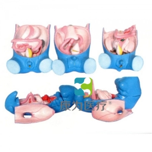 “康為醫(yī)療”消化、呼吸、泌尿、生殖、體腔發(fā)生模型