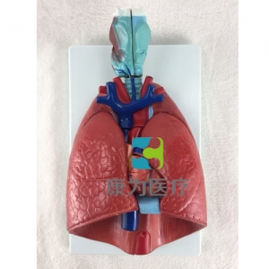 “康為醫(yī)療”喉、心、肺模型