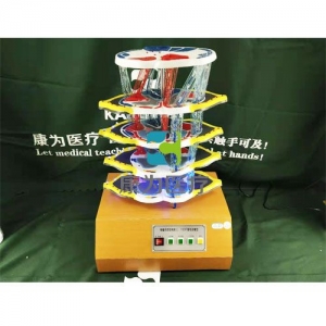 “康為醫(yī)療”脊髓的內(nèi)部結(jié)構(gòu)和上、下行纖維電動(dòng)模型