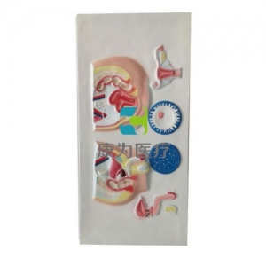“康為醫(yī)療”男、女泌尿生殖浮雕模型