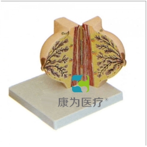 “康為醫(yī)療”靜止期女性乳房模型,靜止期女性乳房病變模型