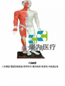 “康為醫(yī)療”蒙醫(yī)鍵控多媒體按摩點(diǎn)穴電子人體模型（中文版本，粵語版本，英語版本，蒙古語版本）