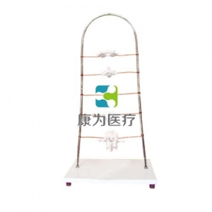 “康為醫(yī)療”寰、樞、頸、胸、腰椎模型
