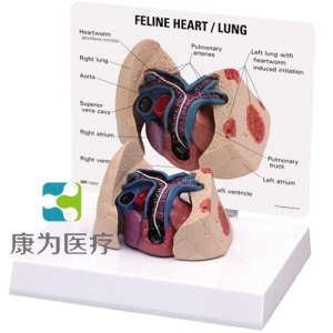 “康為醫(yī)療”醫(yī)患關(guān)系溝通模型-貓心、肺放大模型 （醫(yī)學(xué)指導(dǎo)模型）