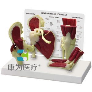 “康為醫(yī)療”醫(yī)患關(guān)系溝通模型-正常肩、髖、膝、肘關(guān)節(jié)附肌肉模型 （醫(yī)學(xué)指導(dǎo)模型）