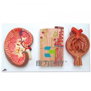 腎切面、腎單位、血管和腎小體模型