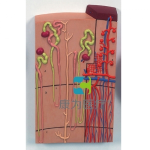 腎單位和血管模型，實(shí)物的120倍