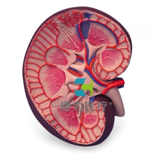 腎切面模型，實(shí)物的3倍