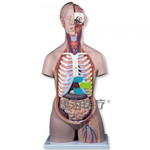 經(jīng)典無(wú)性軀干模型，后背開(kāi)放，21部分