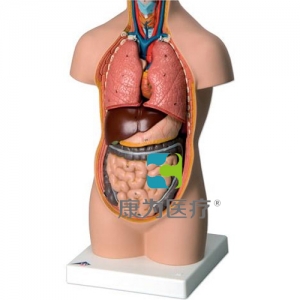 小型軀干模型，無(wú)頭，9部分