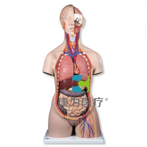 豪華型兩性軀干模型，后背開(kāi)放，28部分
