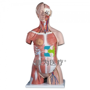 豪華型肌肉軀干模型，31部分