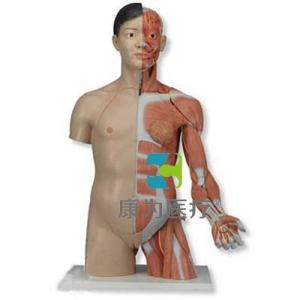 豪華型兩性亞洲人帶肌肉臂軀干模型，33部分