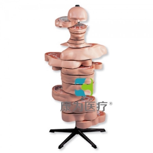 盤(pán)狀軀干模型，15片