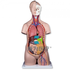 標(biāo)準(zhǔn)無(wú)性軀干模型，12部分