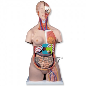 女性豪華型軀干模型，帶頭部，20部分
