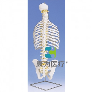 帶肋骨經(jīng)典活動(dòng)脊柱模型