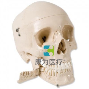 顱模型，帶有可拔出牙齒，4部分