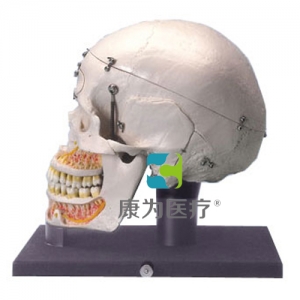 豪華型教學(xué)演示顱模型，帶有透明罩