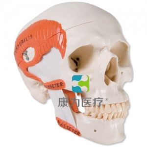 帶有咀嚼肌的功能性顱模型，2部分