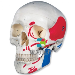 經(jīng)典頭顱模型，著色， 3部分