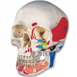 經(jīng)典顱模型帶有開(kāi)放下頜，著色， 3部分