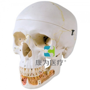 經(jīng)典顱模型帶有開(kāi)放下頜， 3部分