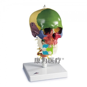 帶頸椎的教學(xué)用顱模型，四部分