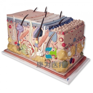 皮膚，塊狀 模型，實(shí)物的70倍