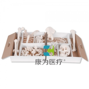 未組裝的半骨架，帶有松動(dòng)手/足